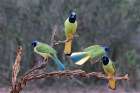 Green Jays (Cyanocorax yncas) perched Art Print